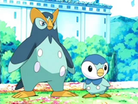 Prinplup junto al Piplup de Dawn/Maya.