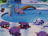 Shellder Wikidex Fandom