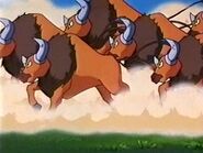 Tauros en manada.