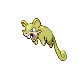 Rattata DP brillante hembra 2