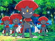 EP462 Varios Weavile