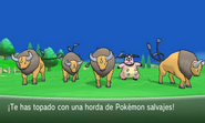 Horda de Tauros y Miltank. Algunos Pokémon solo aparecen así, camuflados en una horda de Pokémon de otra especie.