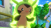 Chespin de Clemont/Lem usando su habilidad espesura.