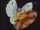 EP007 Butterfree VS Staryu.png