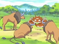 Kingler junto a 3 Tauros de Ash.