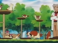 EP067 Pidgey y Pedgeotto