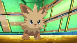 EP675 Lillipup de Aroe