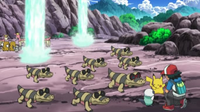 EP663 Manada de Sandile