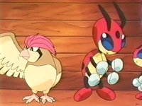 EP174 Pidgeotto y Ledian