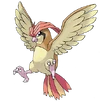 Pidgeotto