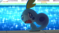 Sobble asustado.