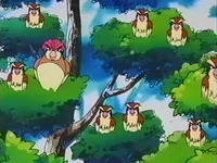 EP083 Pidgey y Pidgeotto