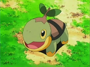 EP474 Turtwig de Ash