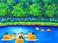 psyduck-pok-mon-wiki-fandom