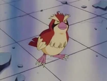 Imagen de Pidgey