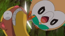 Rowlet usando placaje.