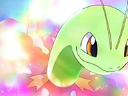 EP438 Meganium usando aromaterapia