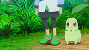 EP1121 Chikorita de Tokio