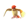 Pidgeotto