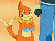 Buizel con .
