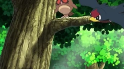 EP804 Hoothoot Taillow