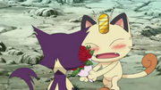 EP706 Meowth enamorado