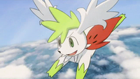 P11 Shaymin volando