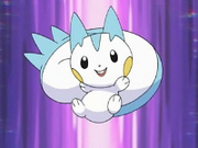 EP527 Pachirisu de Dawn