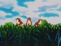 EP001 Pidgeys en un árbol