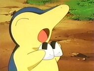 Cyndaquil comiendo.