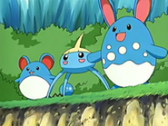 EP429 Azumarill, Surskit y Marill