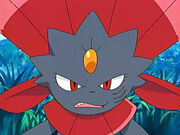 EP462 Weavile 1