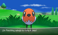 Fletchling salvaje