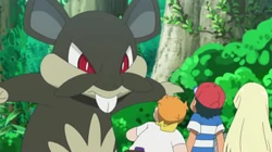 EP1026 Rattata de Alola