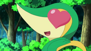 Snivy afectada por Atracción de Minccino.