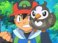 Starly en el hombro de Ash.