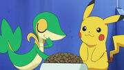 Snivy comiendo.