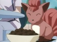 Vulpix comiendo.