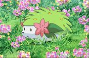 P11 Shaymin en un campo de flores