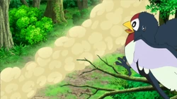 EP898 Taillow asustado