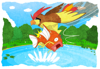 Artwork de Pidgeotto atrapando un Magikarp