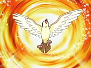 EP459 Pidgeot de Solidad