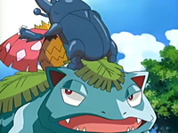 Heracross bebiendo la savia del Venusaur de Spencer/Aniceto.