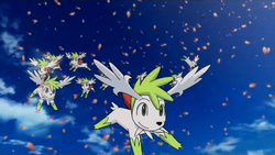 P11 Varios Shaymin en su forma cielo