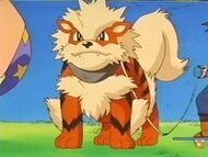 Arcanine en la carrera.