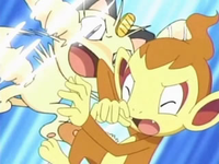 Meowth del Team/Equipo Rocket usando golpes furia contra el Chimchar de Ash.