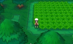 Bosque Espejismo al este de 