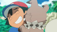 Rockruff frotando las rocas de su cuello en Ash