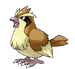 Pidgey