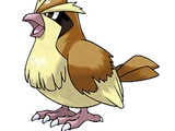 Pidgey